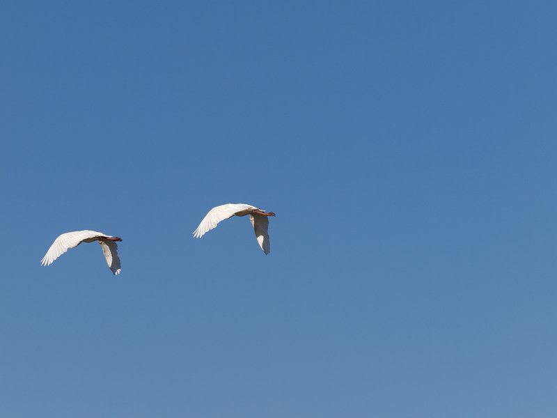 Bird, Mount Etjo